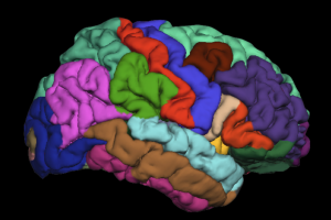 哈佛大学_生物医学科研_神经科学与脑科学