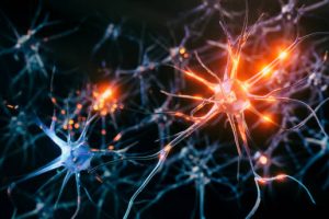 南加州大学神经科学全奖博士项目