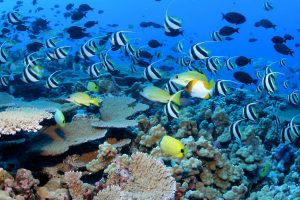 慕尼黑工业大学水生系统生物学博士项目
